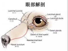 狗狗眼里常含淚水，是為愛(ài)感動(dòng)嗎？