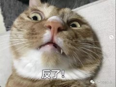 為何貓咪不喜被主人親吻？華興寵物食品