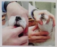 狗狗喂藥小技巧！ 華興寵物食品