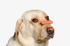 狗狗不愛吃飯的八大原因都在這里了！
