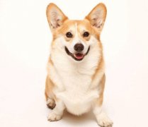 小型犬有非常特殊的需求需要特別照顧,你知道嗎？